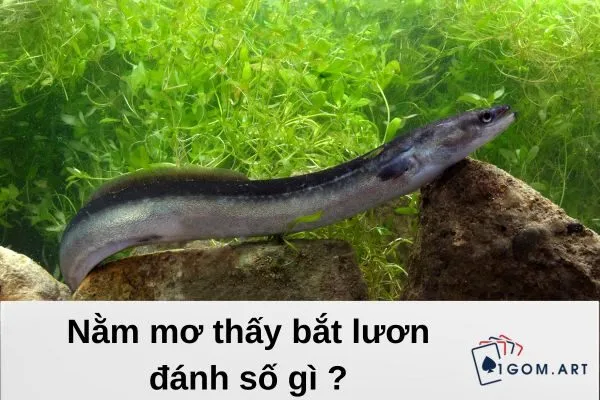 nằm mơ thấy bắt lươn đánh số gì